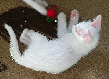 Floh beim Spielen (Oktober 2004)