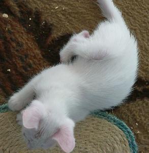 Floh beim Spielen (Oktober 2004)