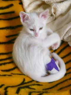 Floh mit Verband (Oktober 2004)