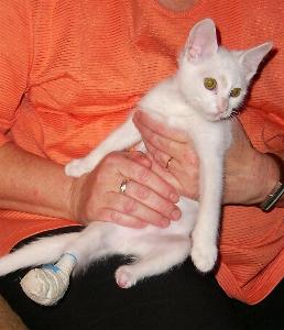 Floh mit Verband (Oktober 2004)