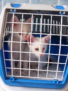 Floh und Flocke in Transportbox (Oktober 2004)