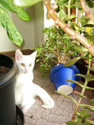 Finix am Blumenfenster (Dezember 2004)