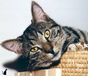 L&ouml;we (Mai 2003)