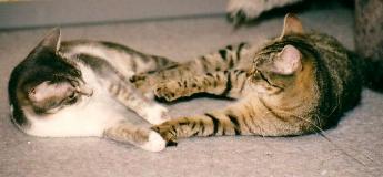 Quietsch und Mausi (Februar 2001)