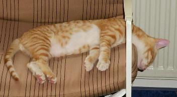 Napoleon (August 2003)