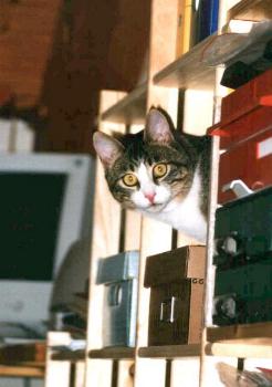 Schnurri (Sommer 2001)