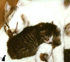 Tiger mit Lisa (August 1979)