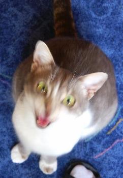 Quietsch will was (Juni 2004)