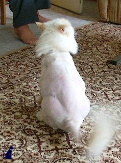 Billy, frisch geschoren (Oktober 2004)