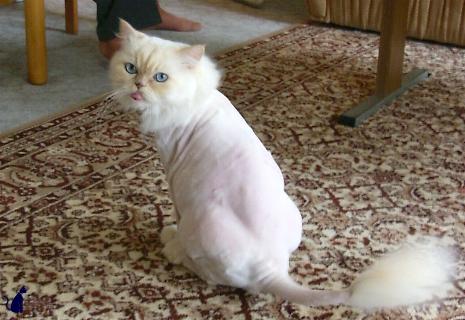 Billy, frisch geschoren (Oktober 2004)