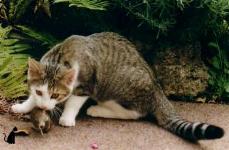 Ern&auml;hrung der Katze - Ein kontroverses Thema