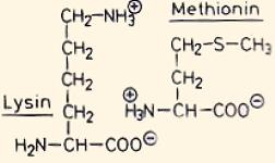 Proteinqualit&auml;t - Verdaulichkeit, Verwertbarkeit, Verf&uuml;gbarkeit