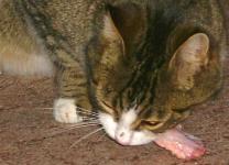 Zahngesundheit und Ern&auml;hrung - von Birgit Linke u.a.