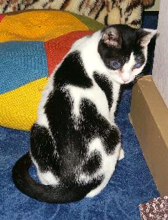 Cassandra (November 2004)