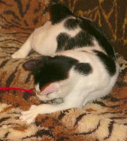 Cassandra (Dezember 2004)