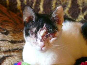 Cassandra nach Operation (November 2004)