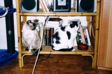 Cassandra (Januar 2006)