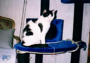 Cassandra (Januar 2006)