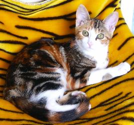 Charoula (Juni 2004)