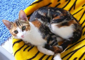 Charoula (Juni 2004)