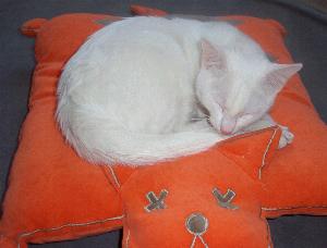 Finix (Februar 2005)