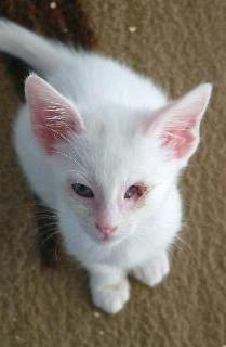 Flocke (Oktober 2004)