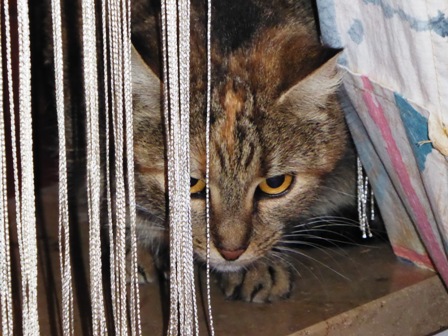 Fluschi (Dezember 2016)