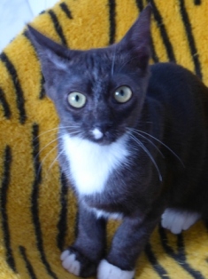 Mola (Dezember 2017)