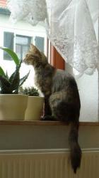 Agia Pelagia (Juni 2004)