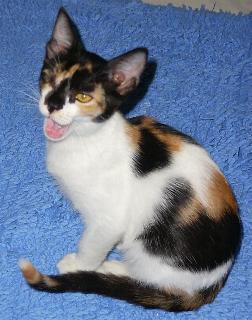 Mitsa (September 2004)