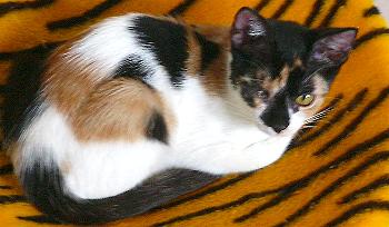 Mitsa (September 2004)