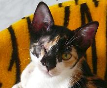 Mitsa mit frisch operiertem Auge (September 2004)