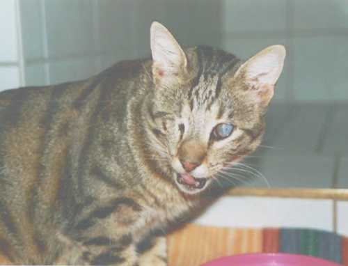 Blinder Kater aus Kreta (September 2003)