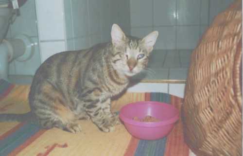 Blinder Kater aus Kreta (September 2003)