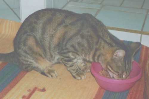 Blinder Kater aus Kreta (September 2003)