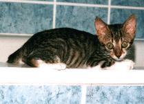 Pflegek&auml;tzchen aus Kreta - Ein Erfahrungsbericht